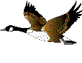 canards012.gif (3 ko)