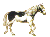 cheval_095.gif (31 ko)