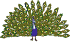 oiseau201.gif (67 ko)